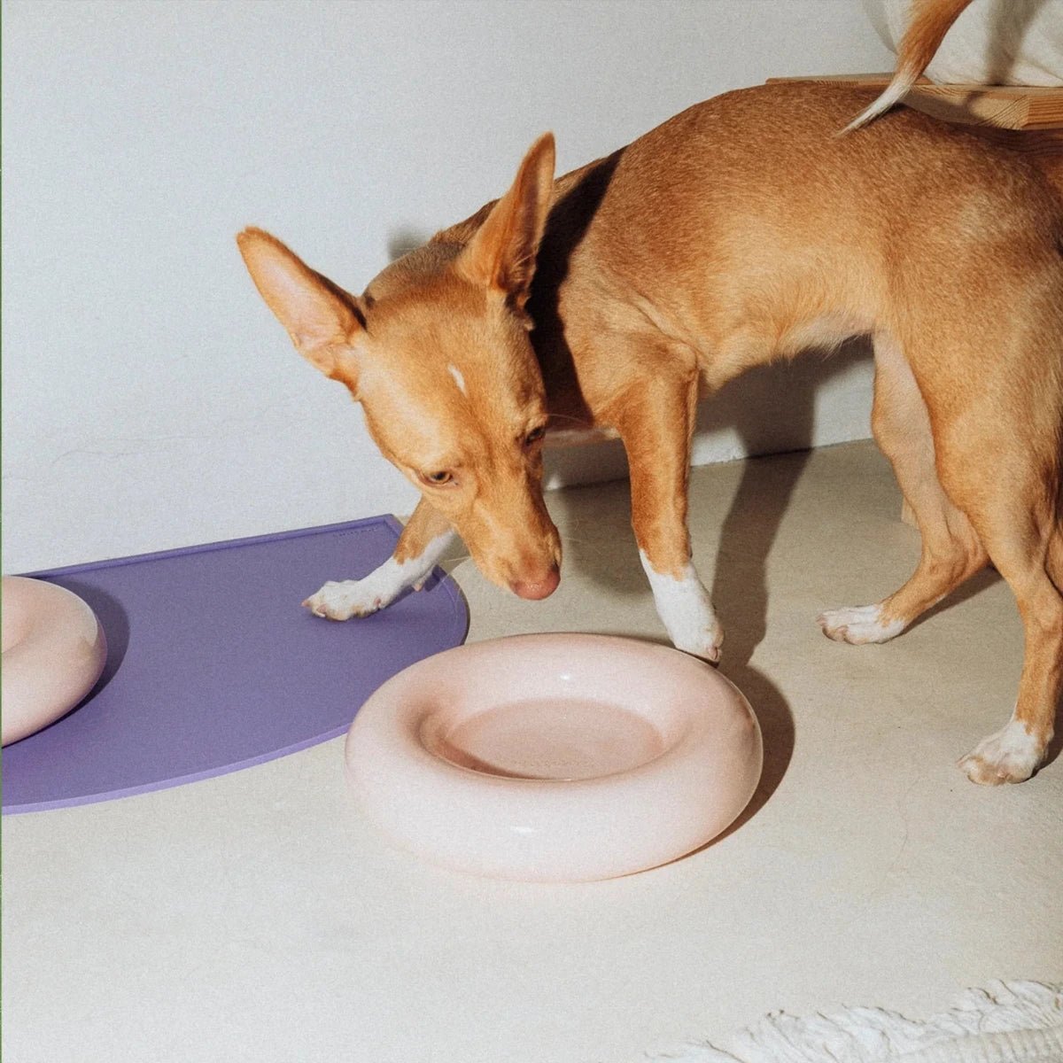 HotDog Pets - Ceramic Dog Feeder | Pink - Pets - zulqamvoxer.shop