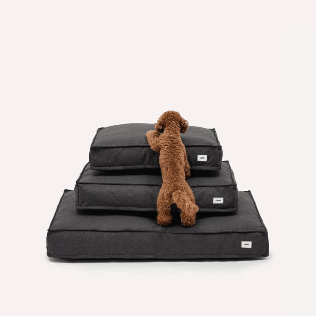 CAFIDE - Cuadra Dog Bed | Anthracite - Pets - zulqamvoxer.shop
