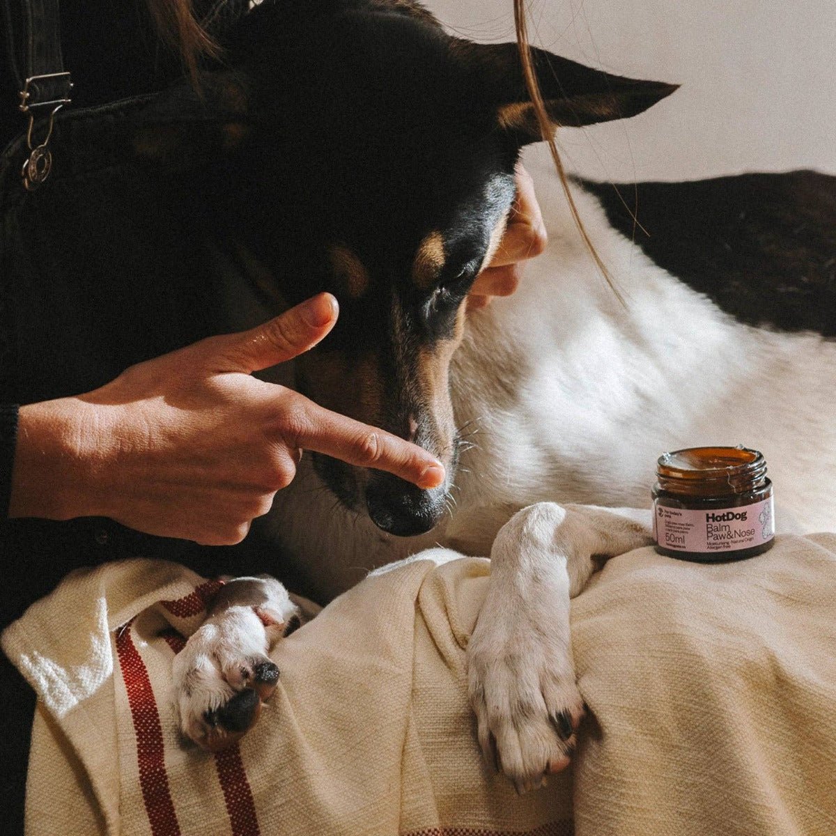 HotDog Pets - Dog Balm Protect - Pets - zulqamvoxer.shop