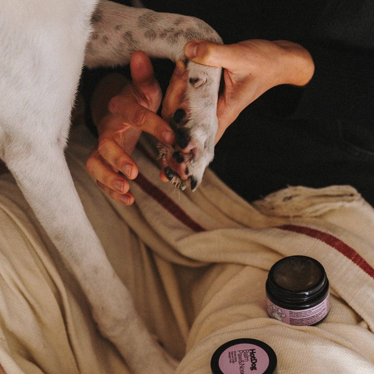 HotDog Pets - Dog Balm Protect - Pets - zulqamvoxer.shop